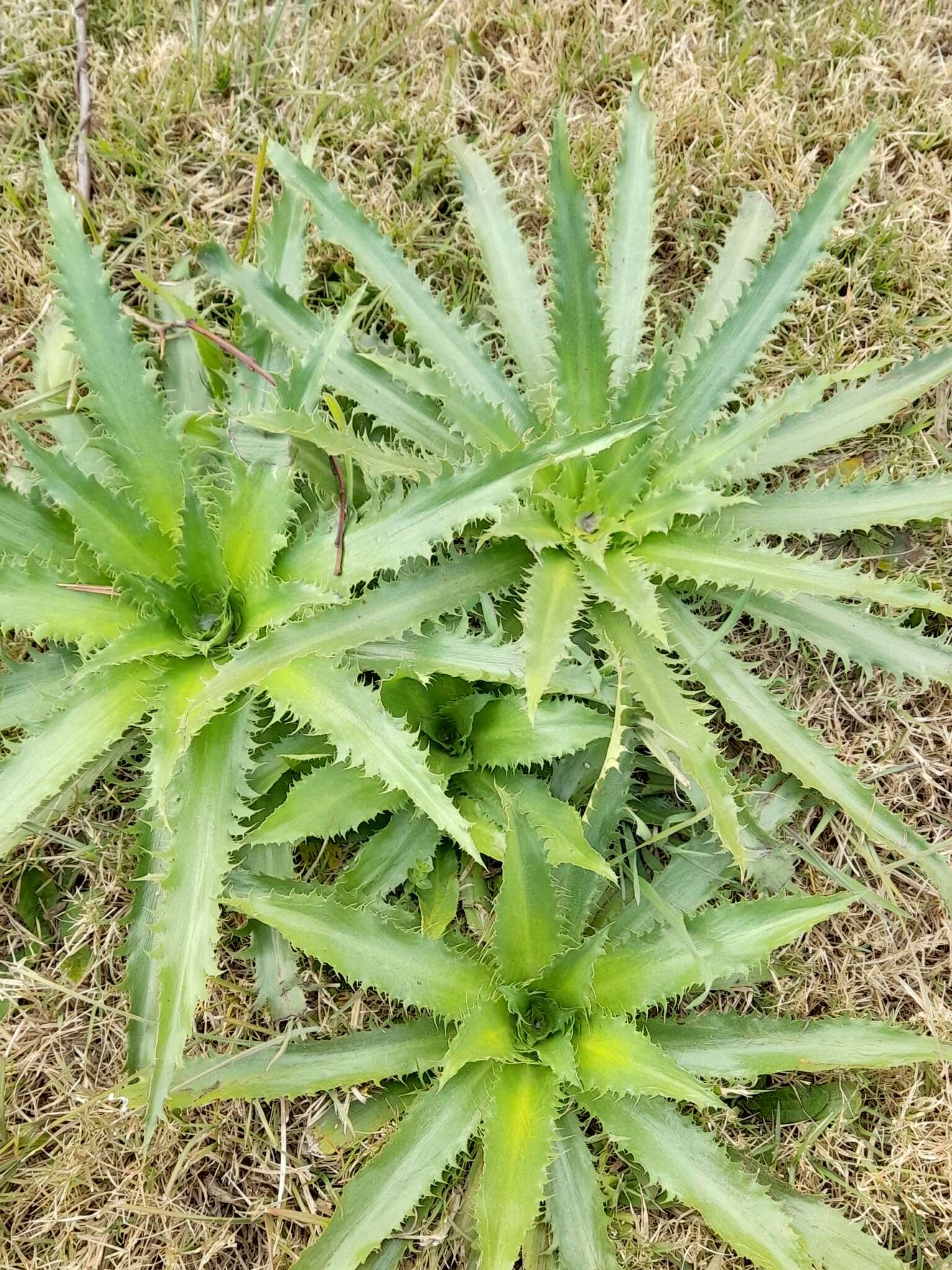 Imagem de Eryngium serra Cham. & Schltdl.