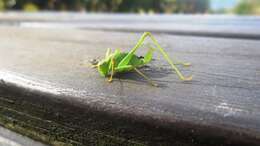 Image of speckled bush-cricket