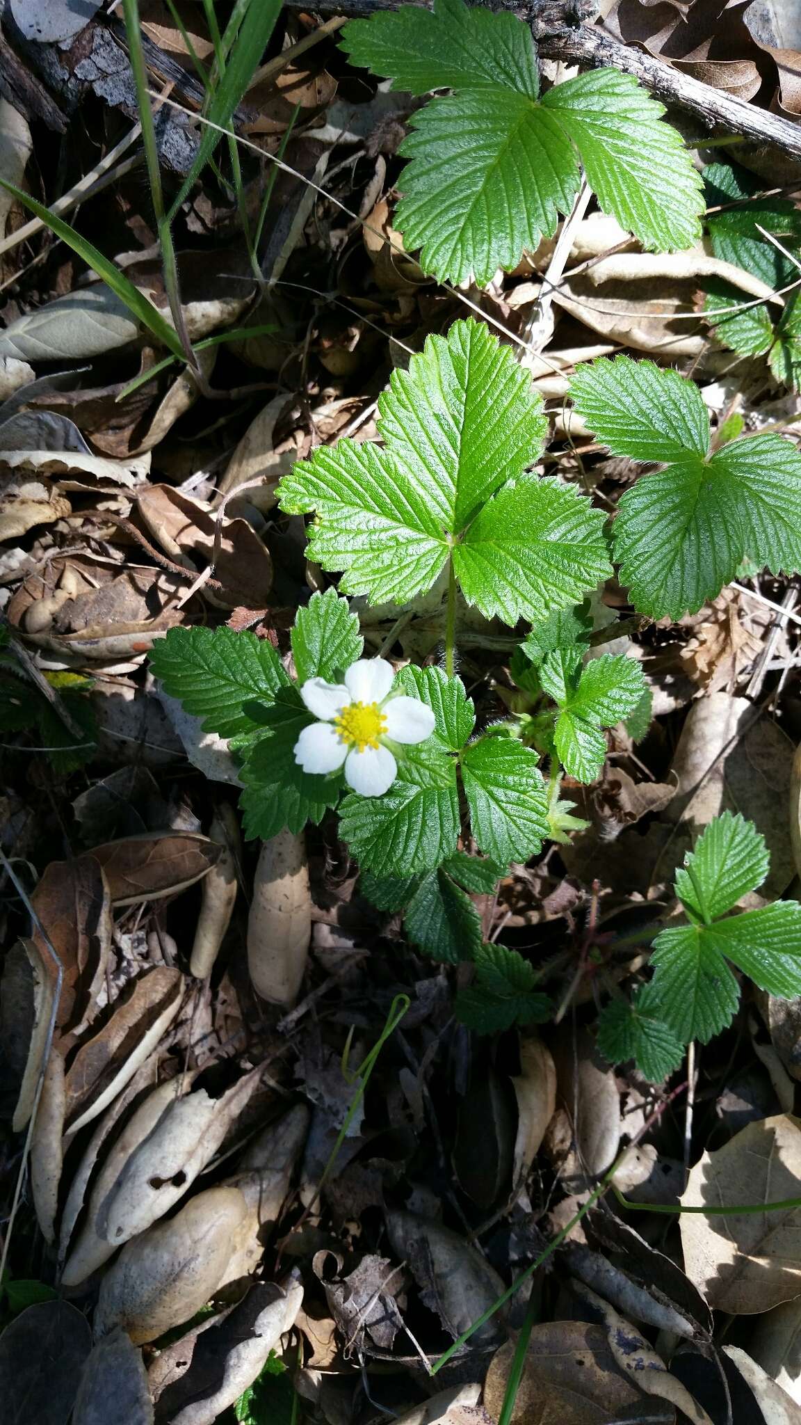 Image of woodland strawberry