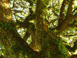 Image of Leather Leaf Mexican Oak