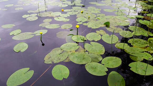 Image of Yellow Water-lily