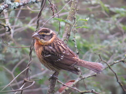 Image of Black-headed Grosbeak