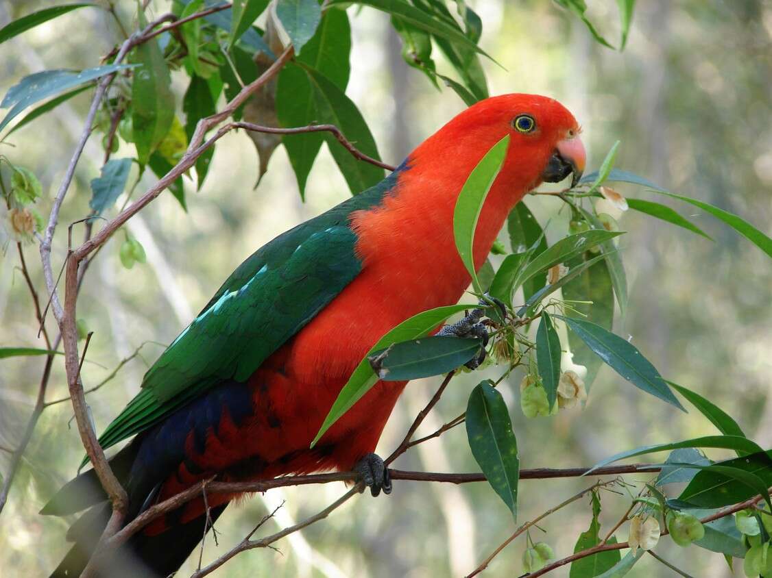 Image of Australian King Parrot