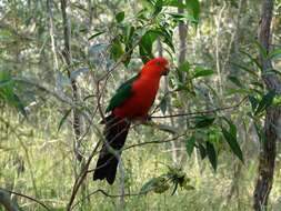 Image of Australian King Parrot