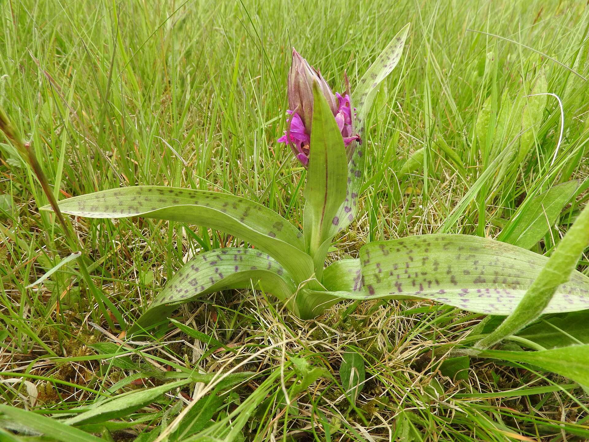 Image of Western Marsh-orchid