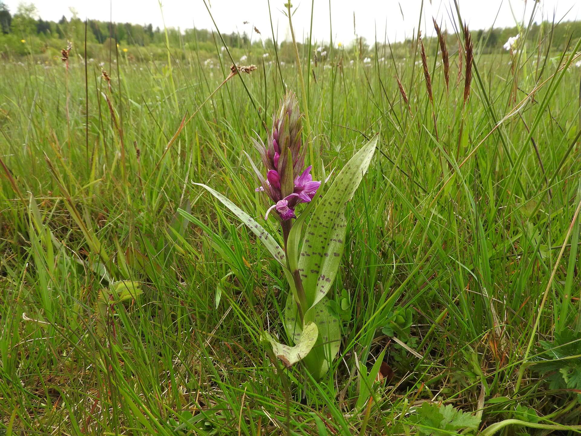 Image of Western Marsh-orchid