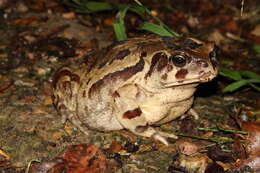 صورة Sclerophrys pardalis (Hewitt 1935)