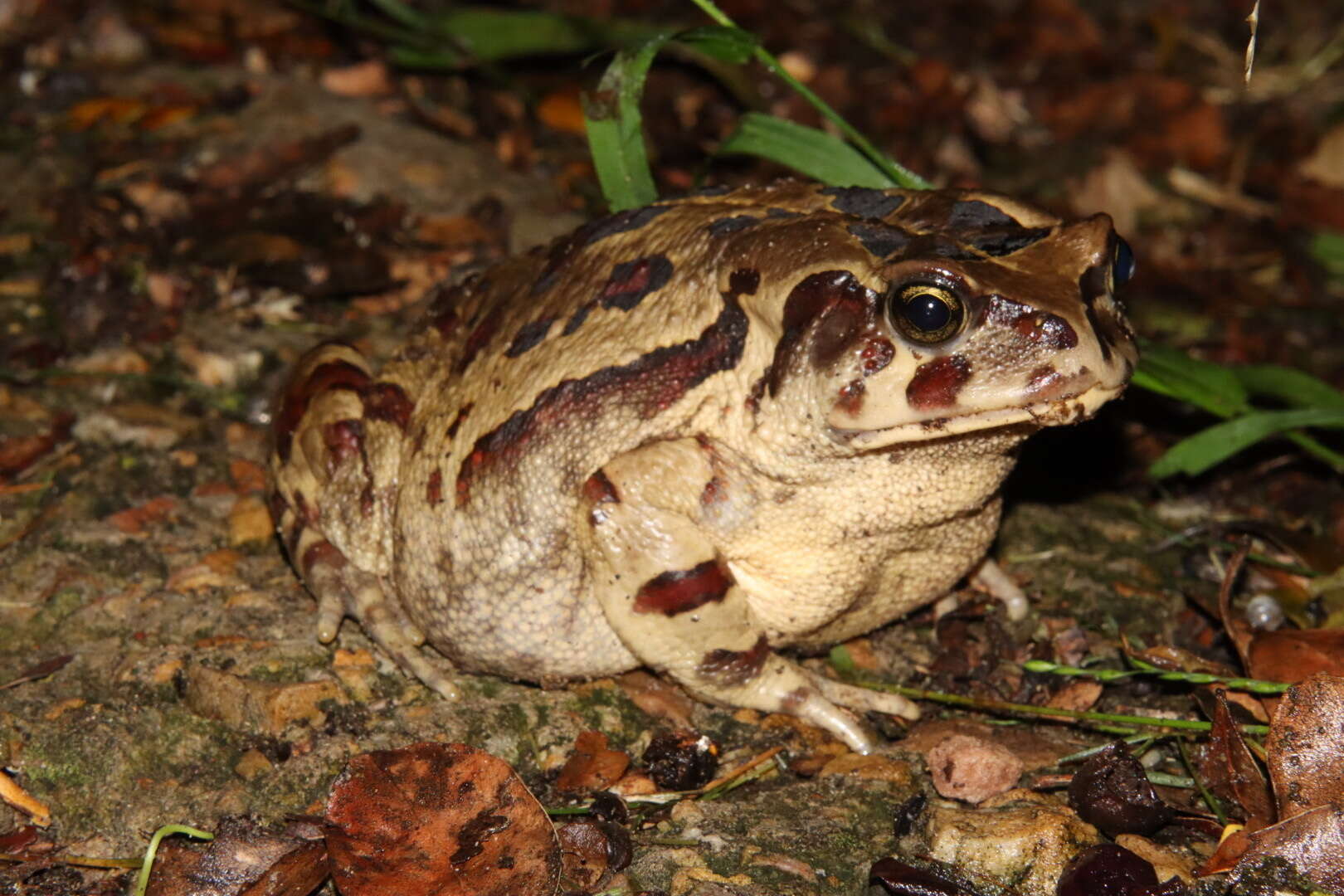 صورة Sclerophrys pardalis (Hewitt 1935)