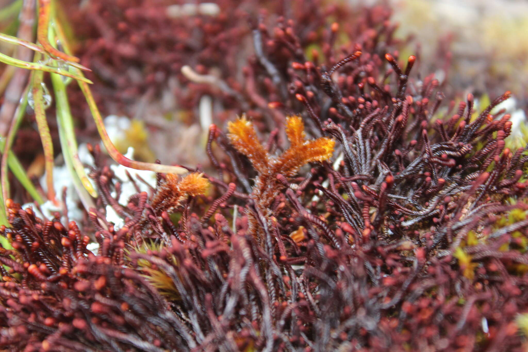 Image of Syzygiella colorata (Lehm.) K. Feldberg, Vána, Hentschel & Heinrichs