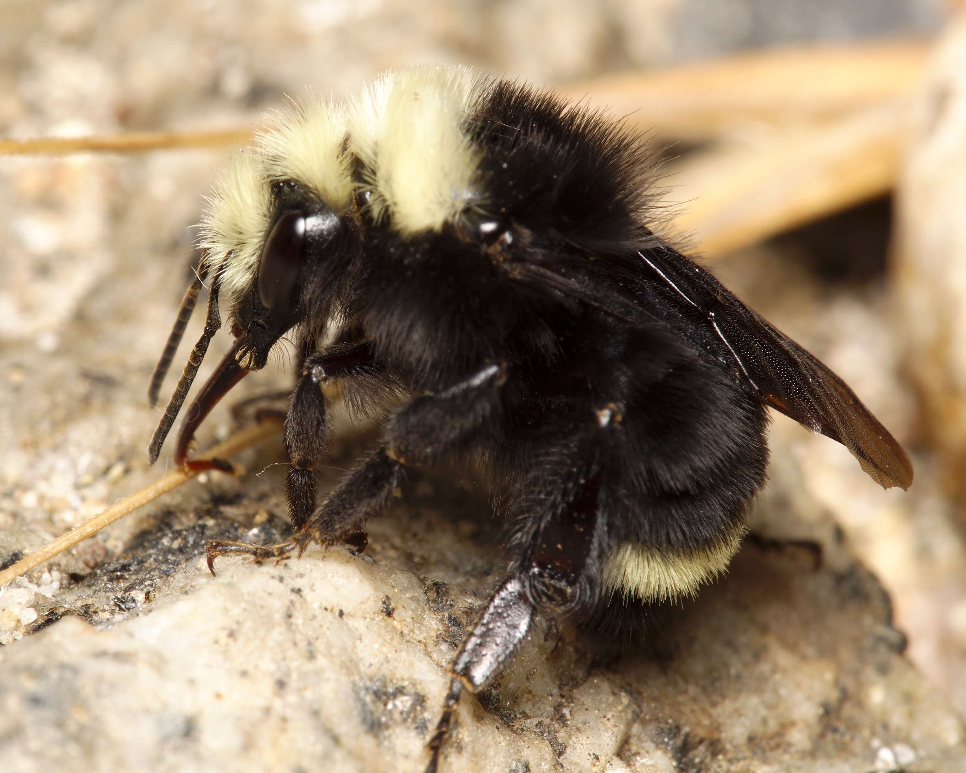 Image of Vosnesensky Bumble Bee