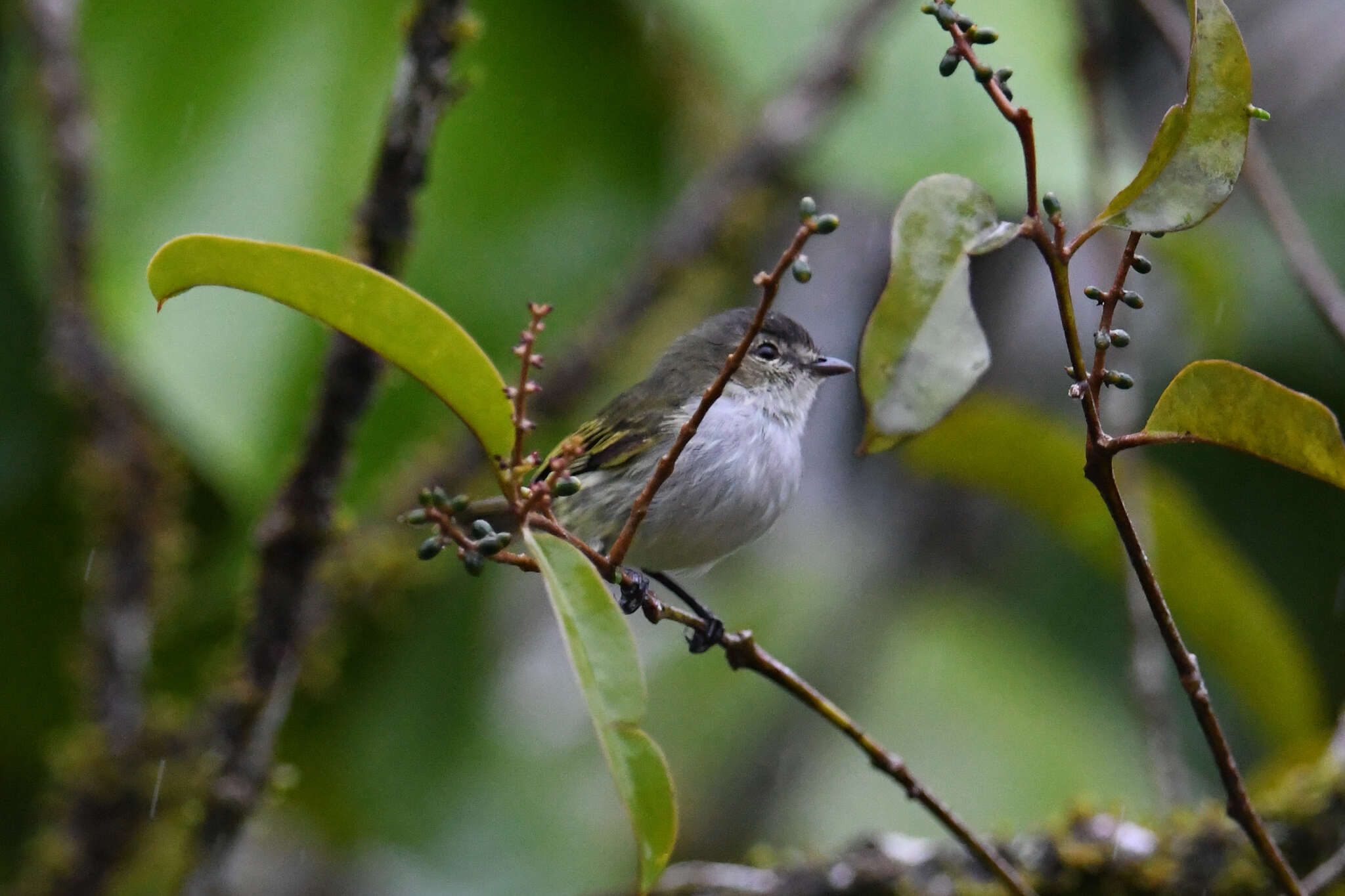 Image of Mistletoe Tyrannulet