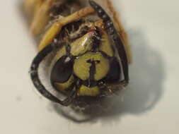 Image of Alaska Yellowjacket