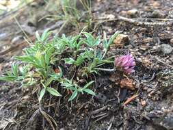 Plancia ëd Trifolium attenuatum Greene