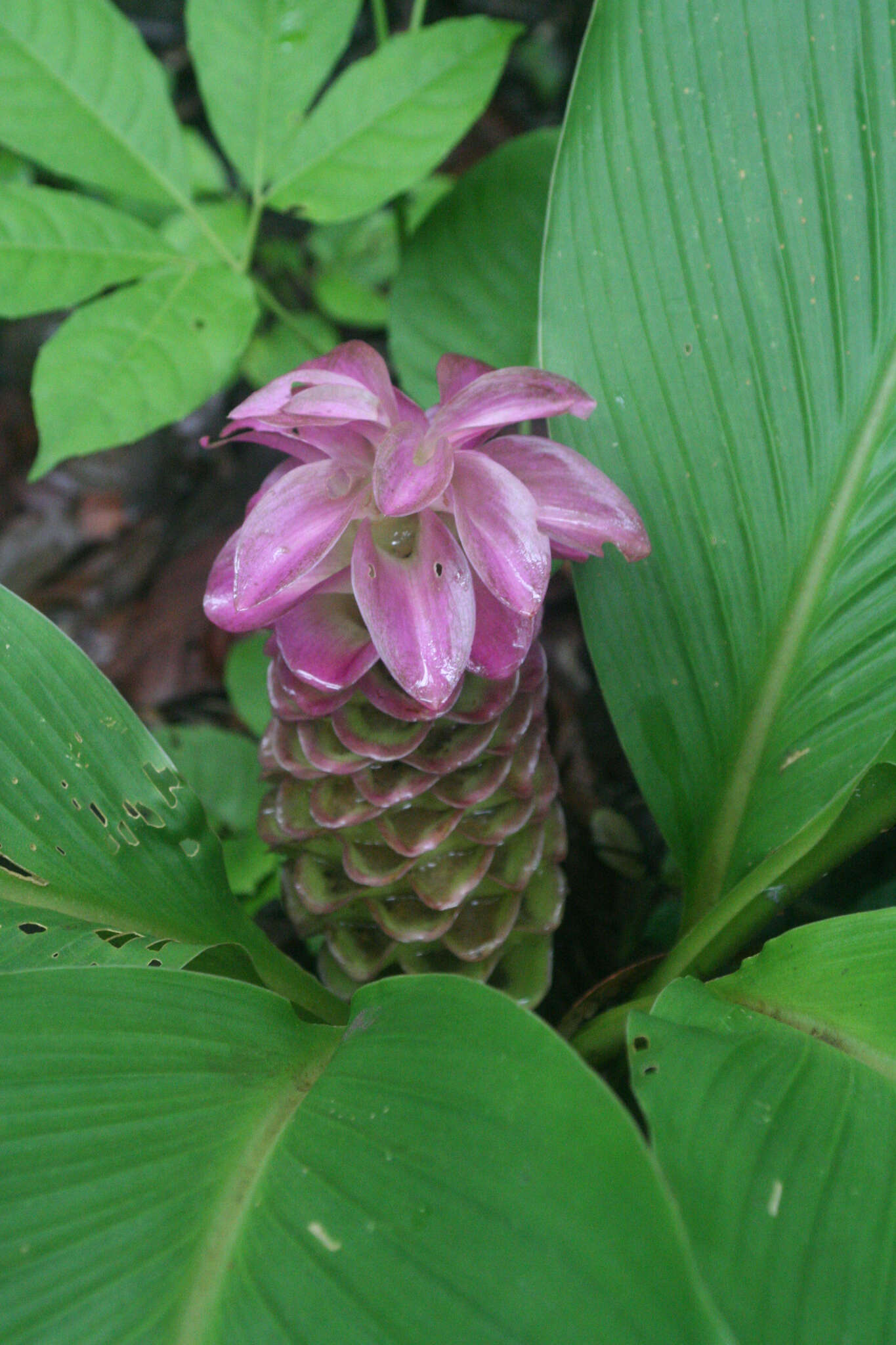 Imagem de Curcuma petiolata Roxb.