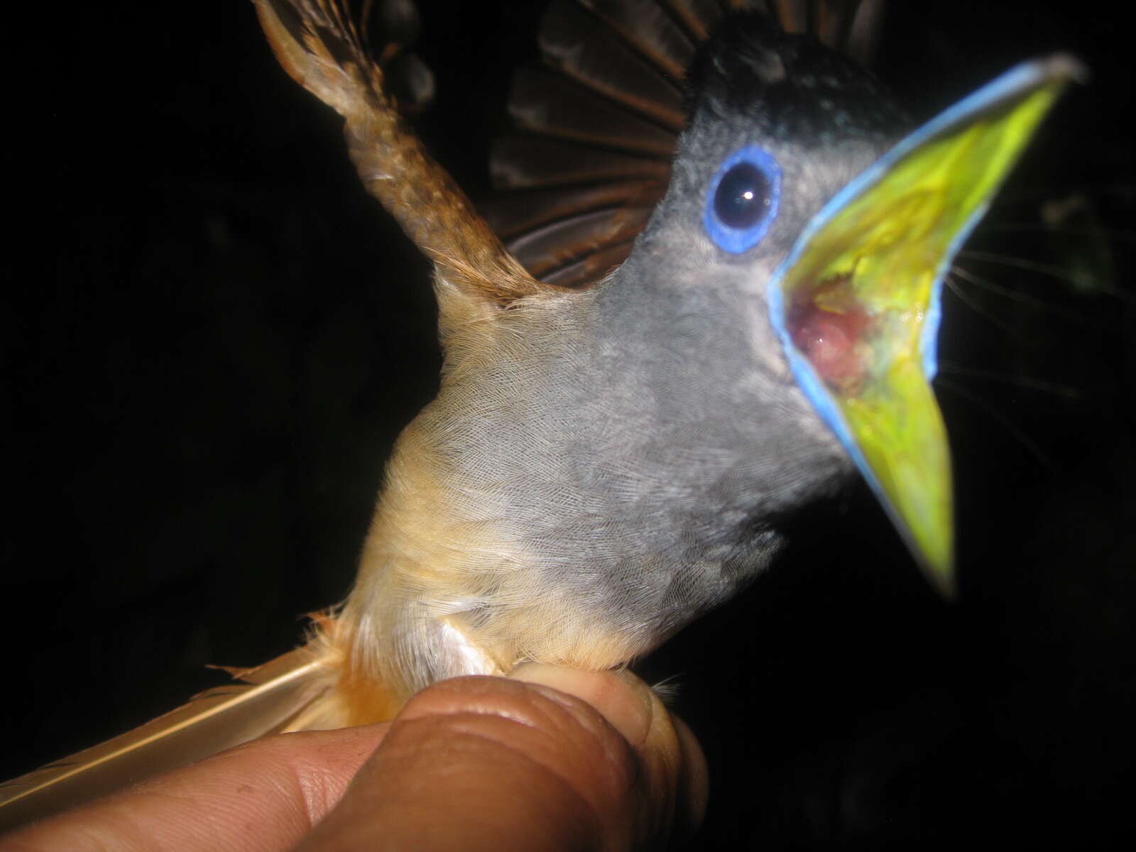 Image of Blyth's Paradise Flycatcher