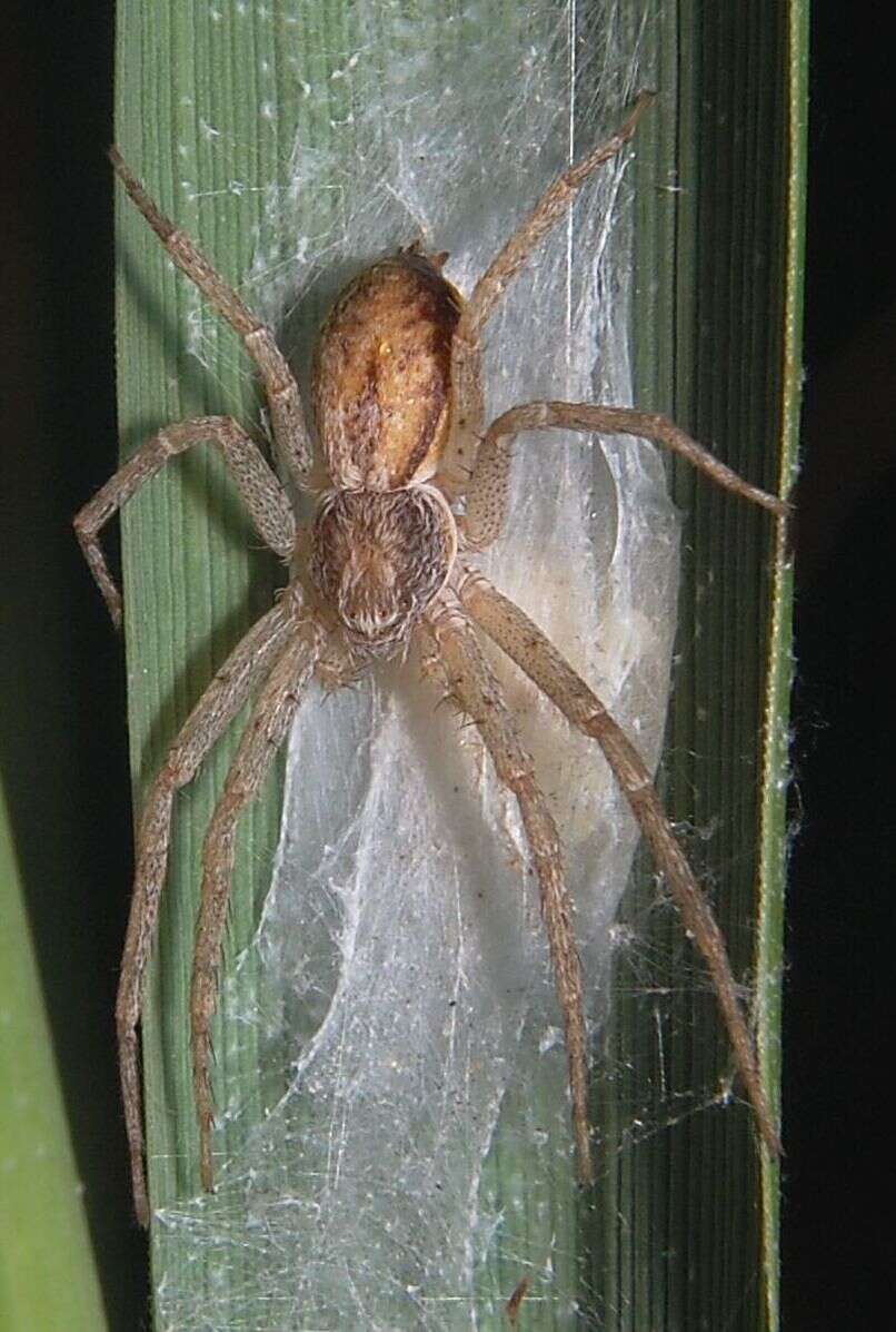 صورة Philodromus dispar Walckenaer 1826