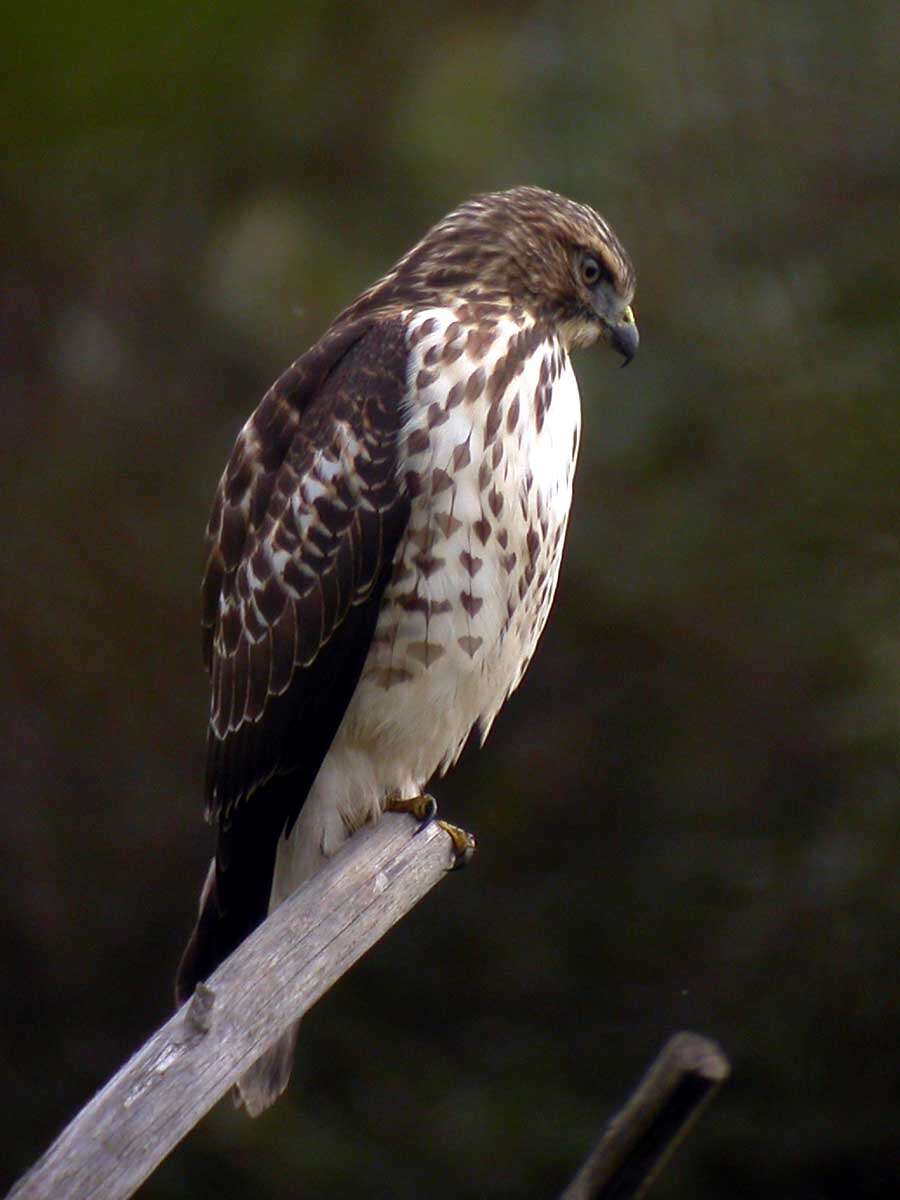 Plancia ëd Buteo platypterus (Vieillot 1823)