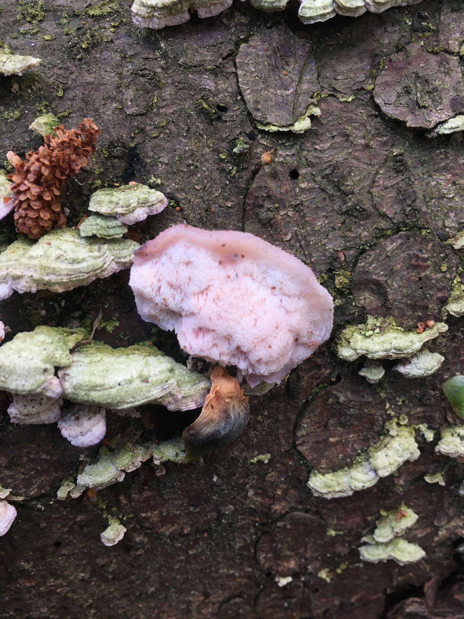 Image of Leptoporus mollis (Pers.) Quél.