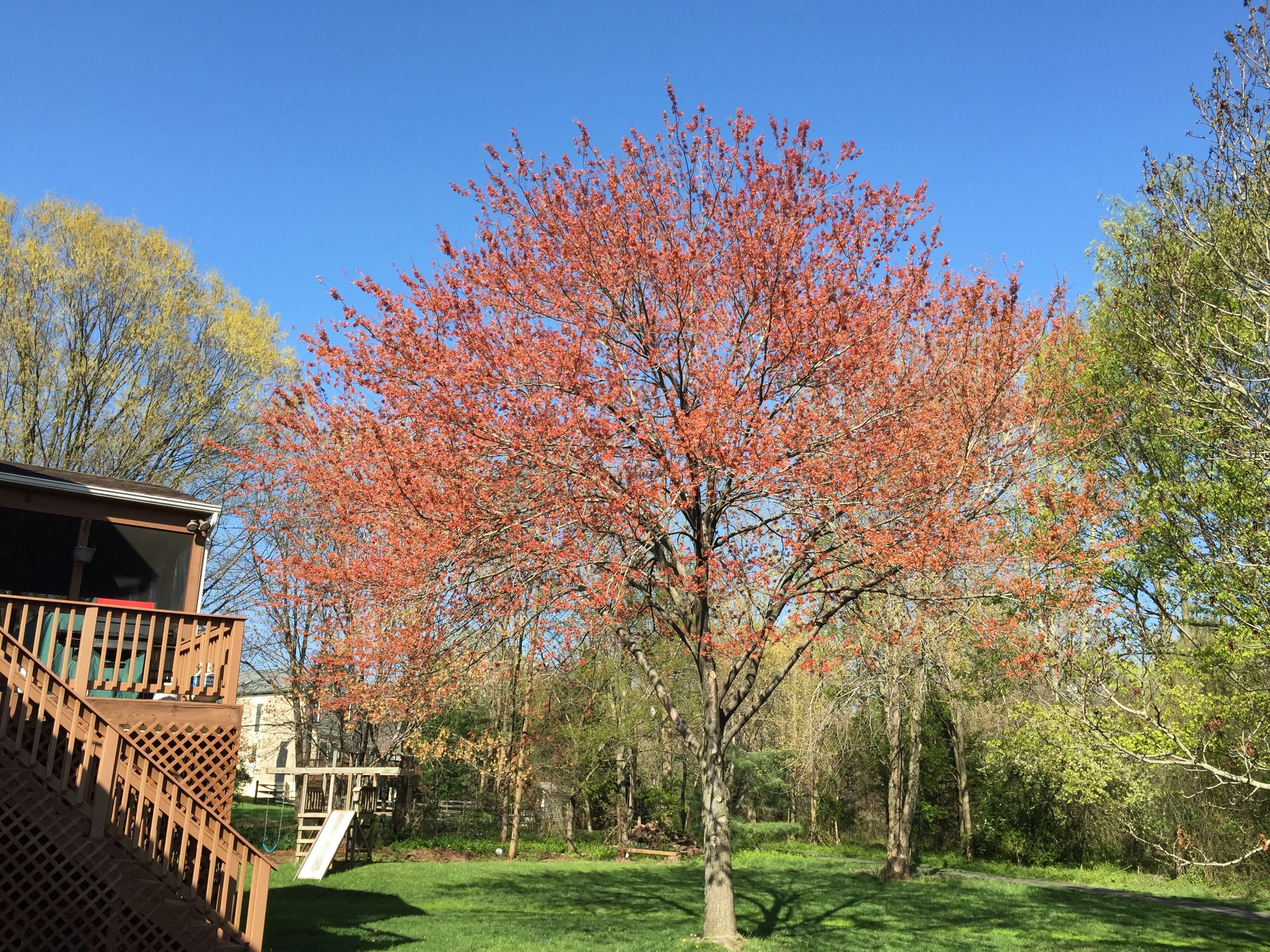 Image of Red Maple