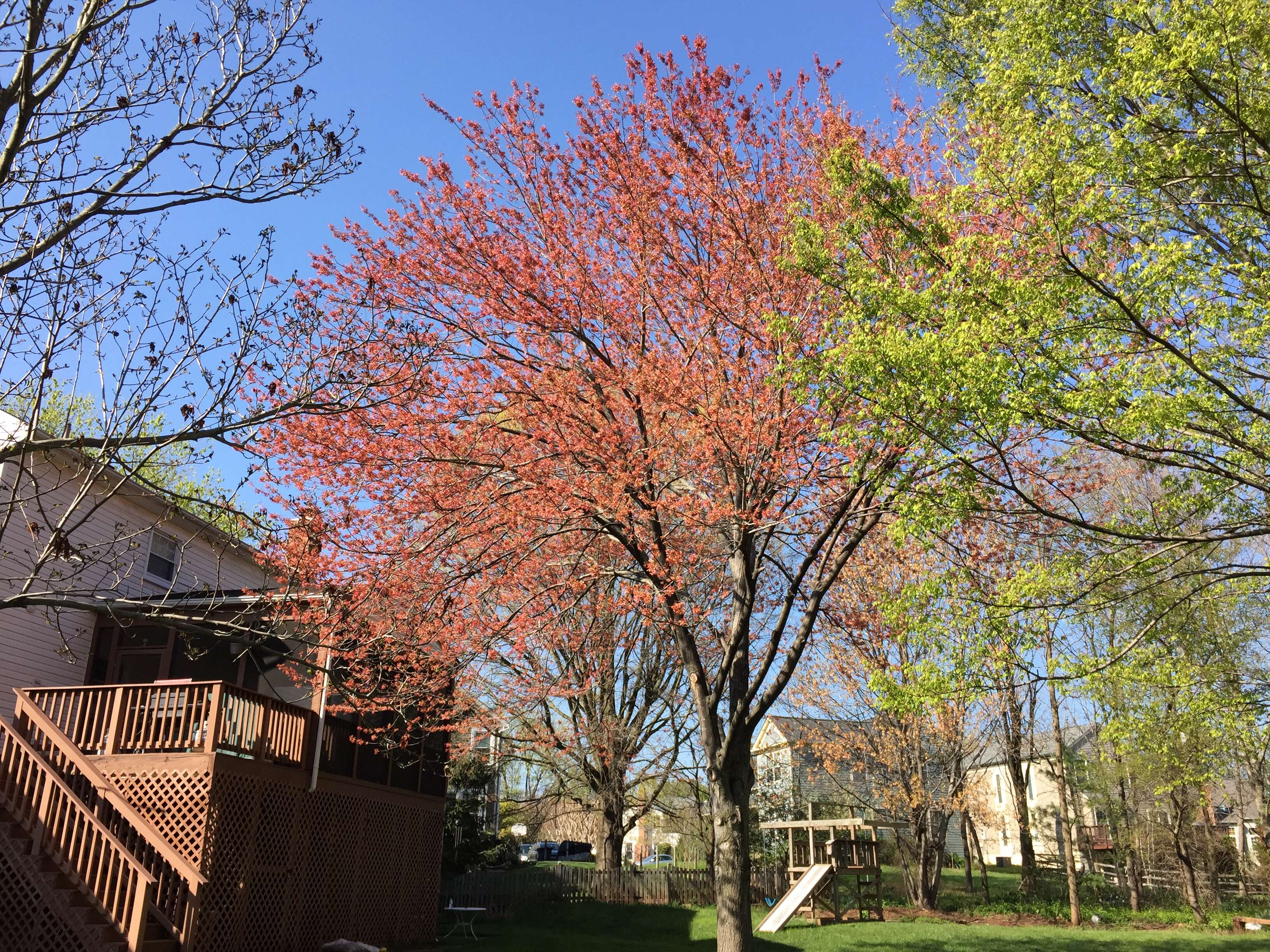 Image of Red Maple