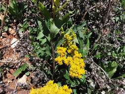 Plancia ëd Solidago hintoniorum G. L. Nesom