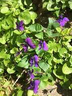 Image of common blue violet