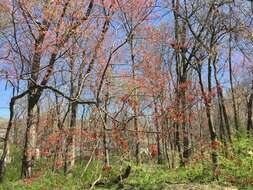 Image of Red Maple