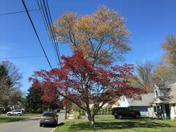 Image of Red Maple