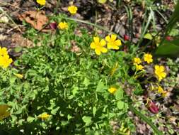 Imagem de Oxalis stricta