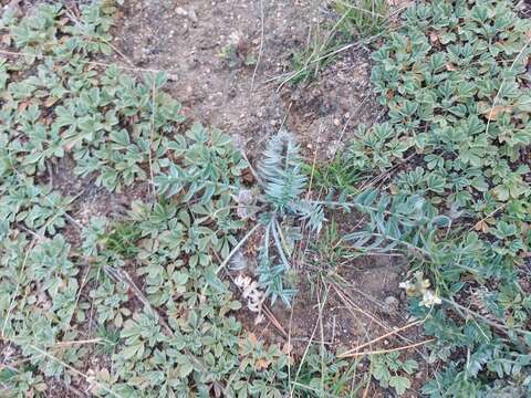 Image de Oxytropis bargusinensis Peschkova