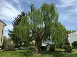 Image of Peking Willow