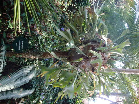 Image of pygmy date palm