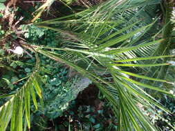 Image of Palmiste marron