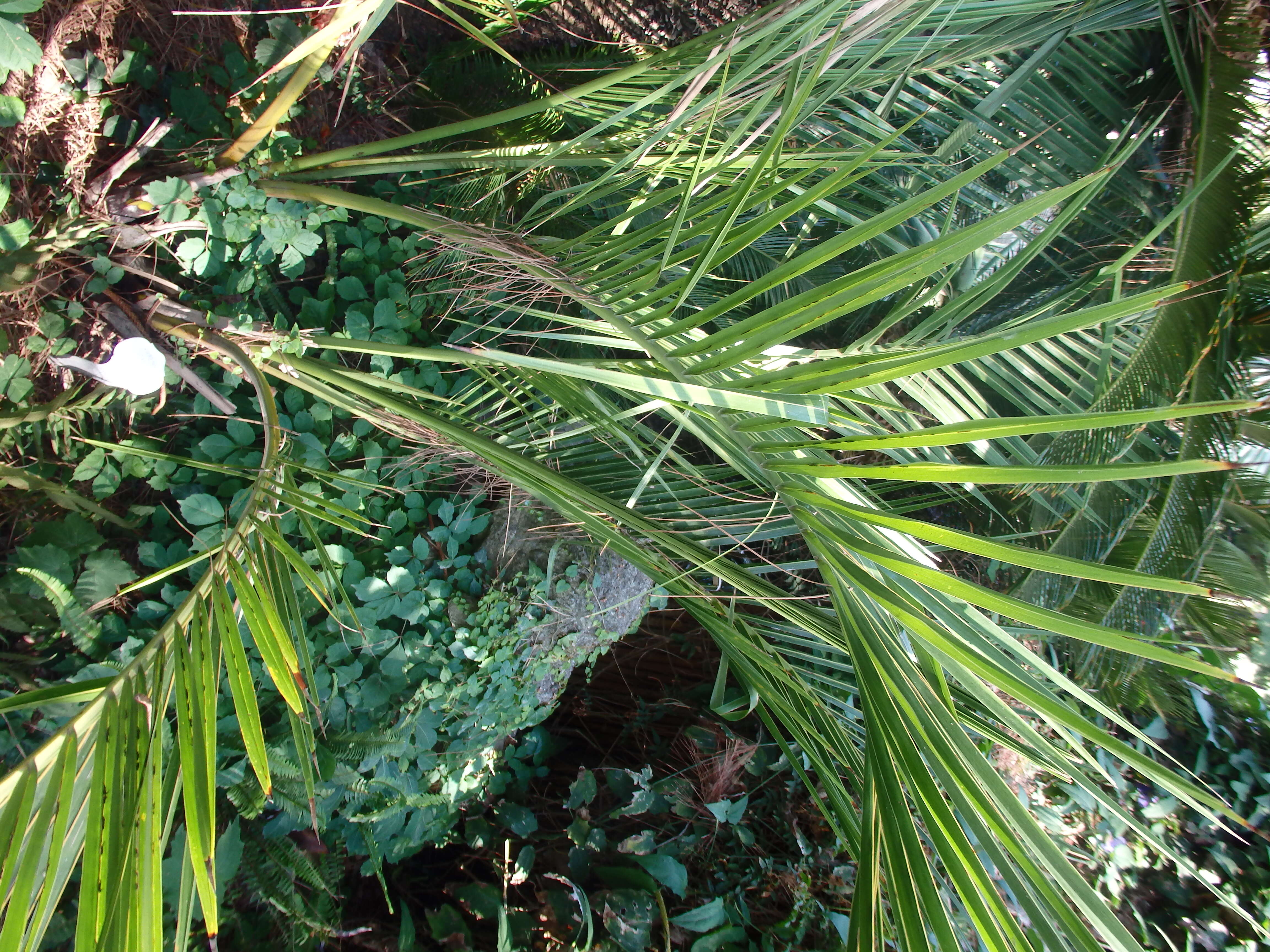 Image of Palmiste marron