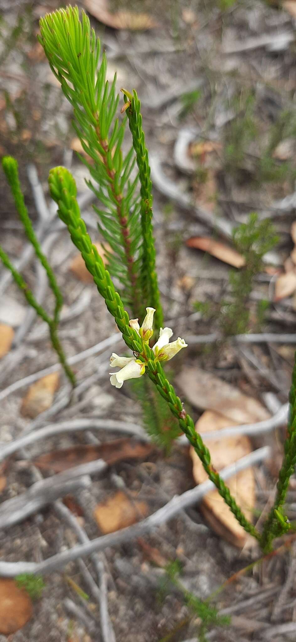 صورة Erica flavicoma Bartl.