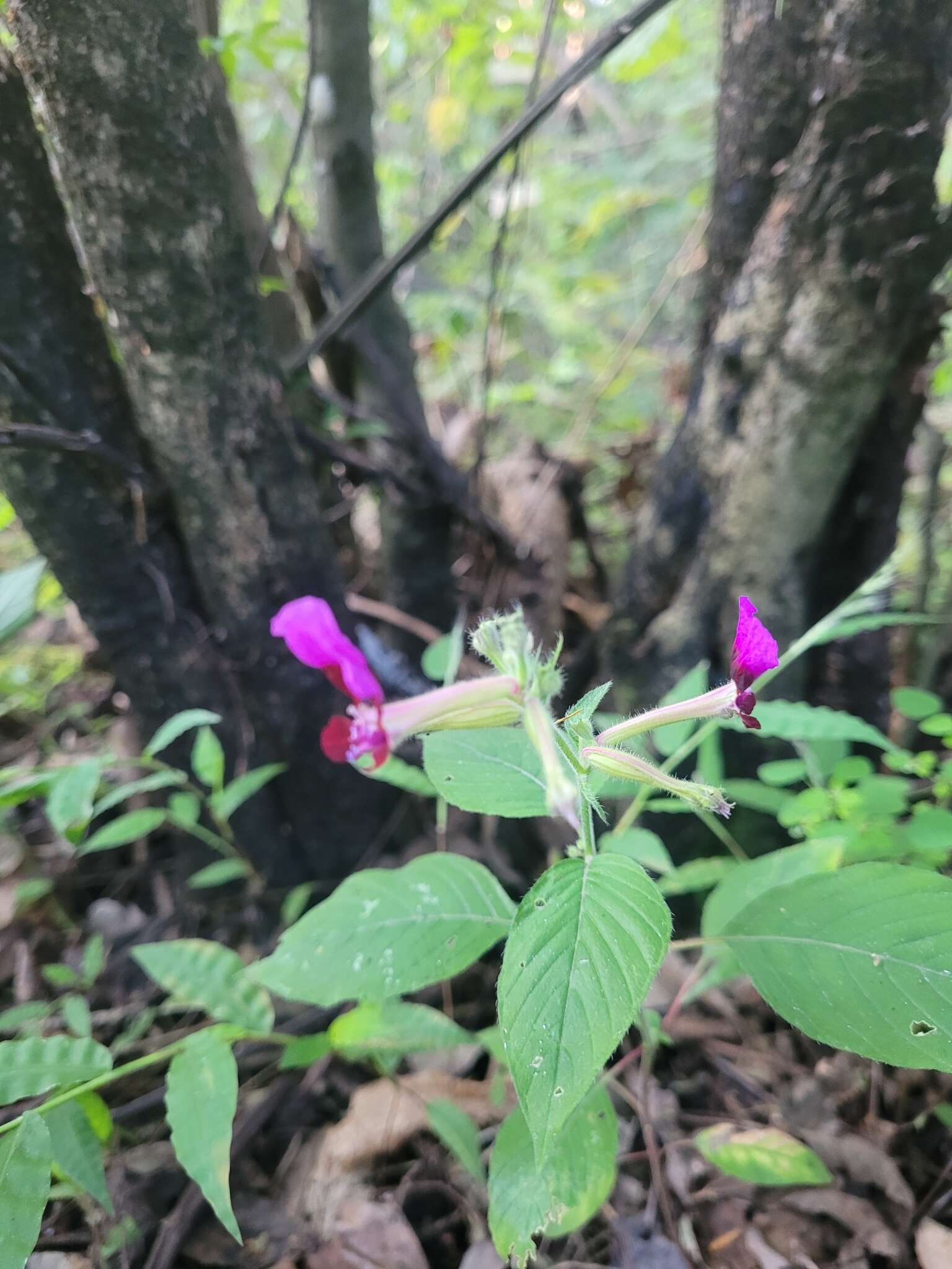 Image of Cuphea koehneana Rose