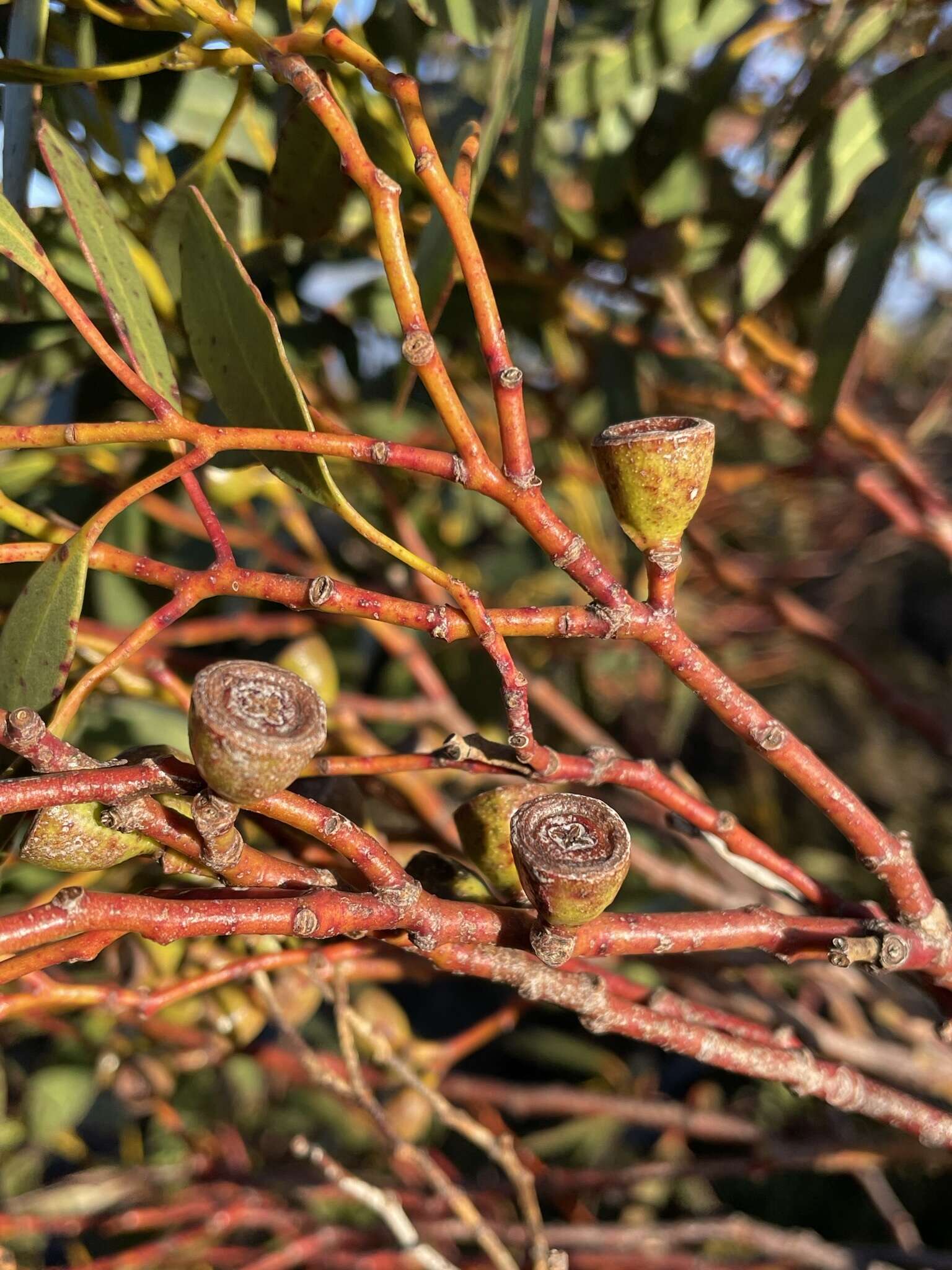 Image of Eucalyptus subcrenulata Maiden & Blakely