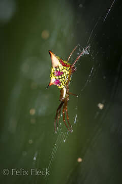 Image of Arrowshaped Micrathena