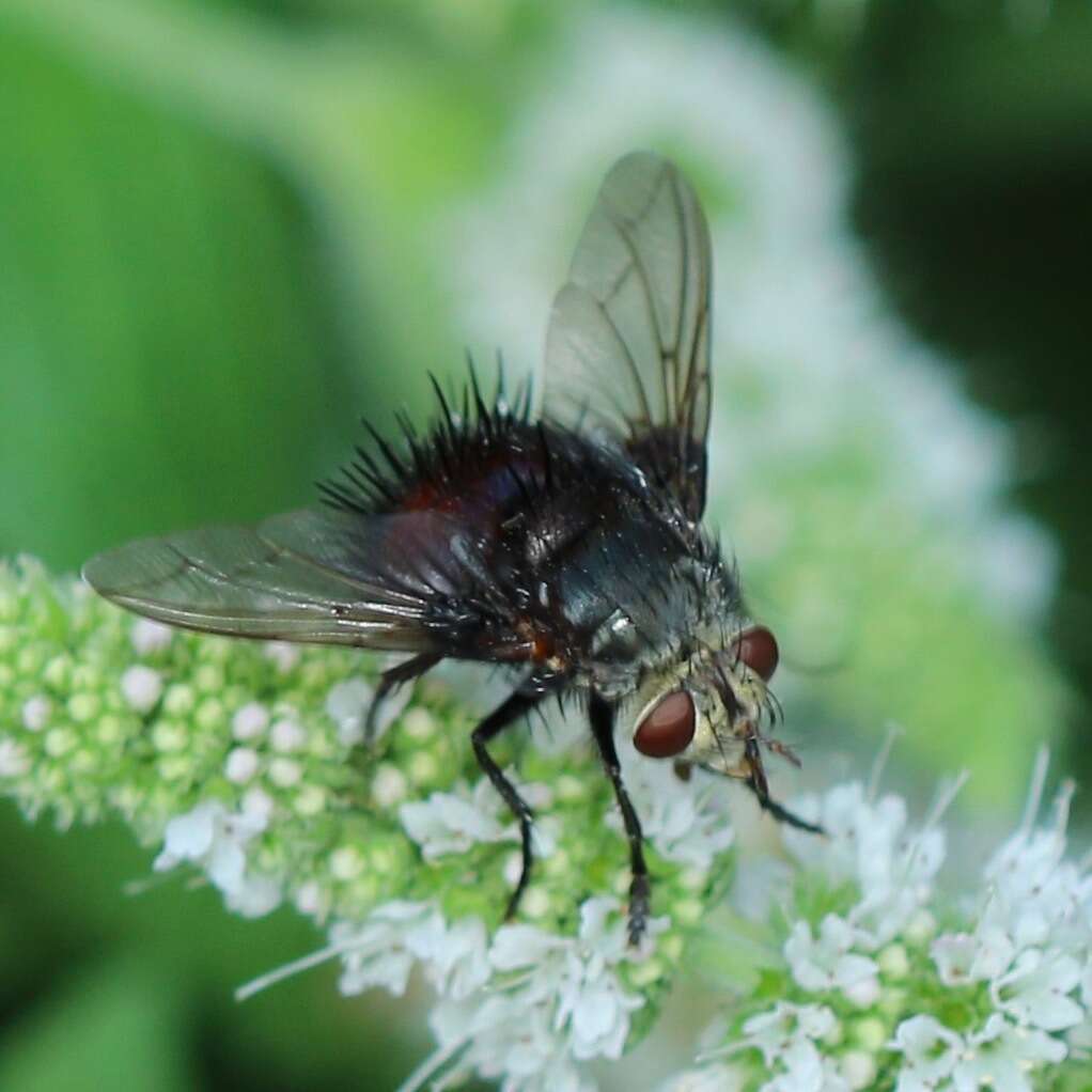 صورة Juriniopsis adusta (Wulp 1890)