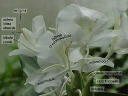 Imagem de Hedychium coronarium J. Koenig