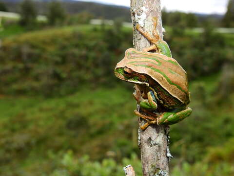 صورة Gastrotheca dunni Lutz 1977