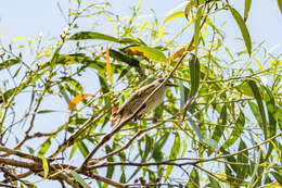 Image of Caligavis Honeyeaters