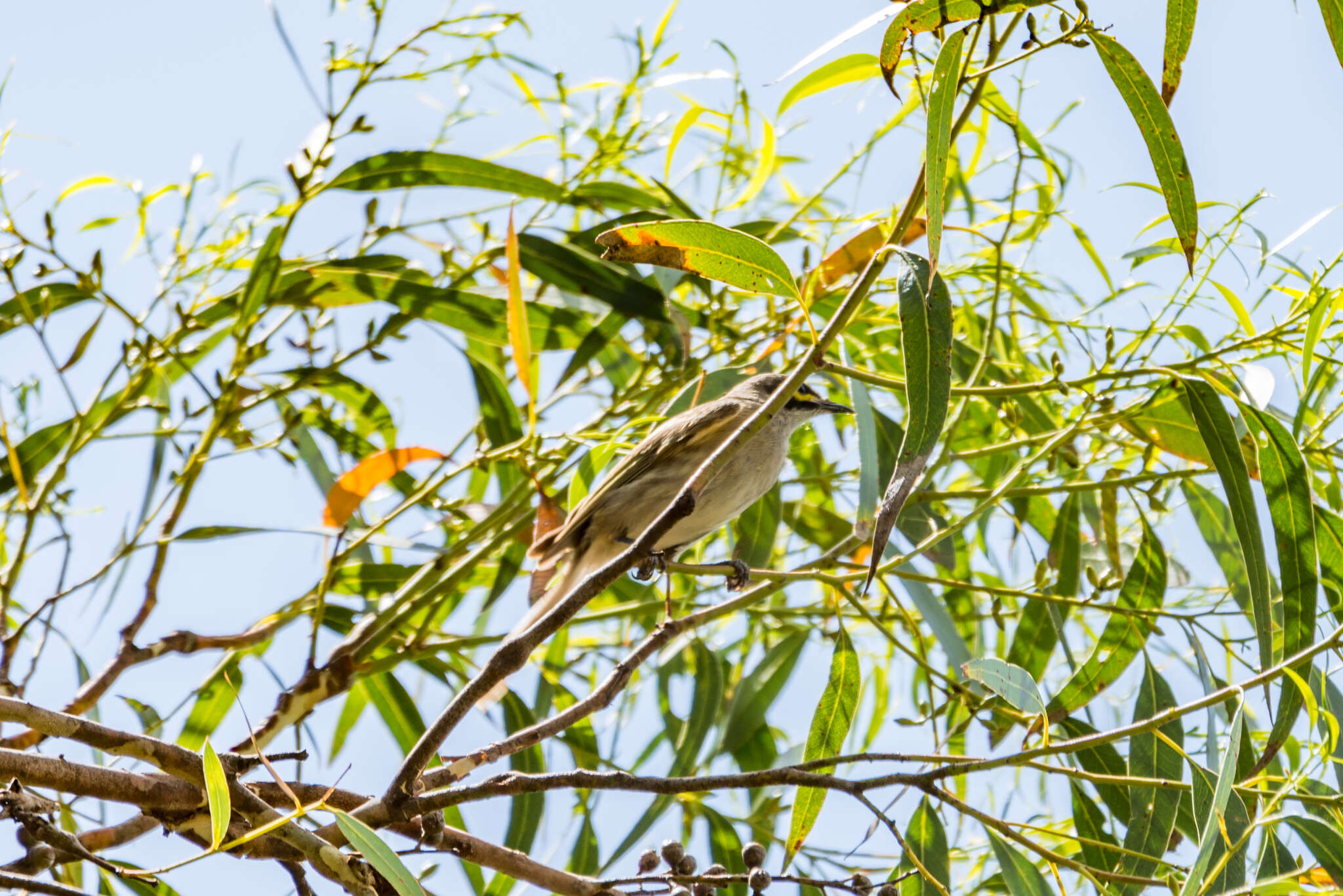 Image of Caligavis Honeyeaters