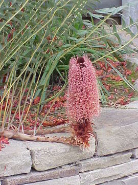 Image of Banksia blechnifolia F. Müll.