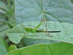 Image of Long-winged conehead