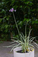 Tulbaghia violacea Harv. resmi