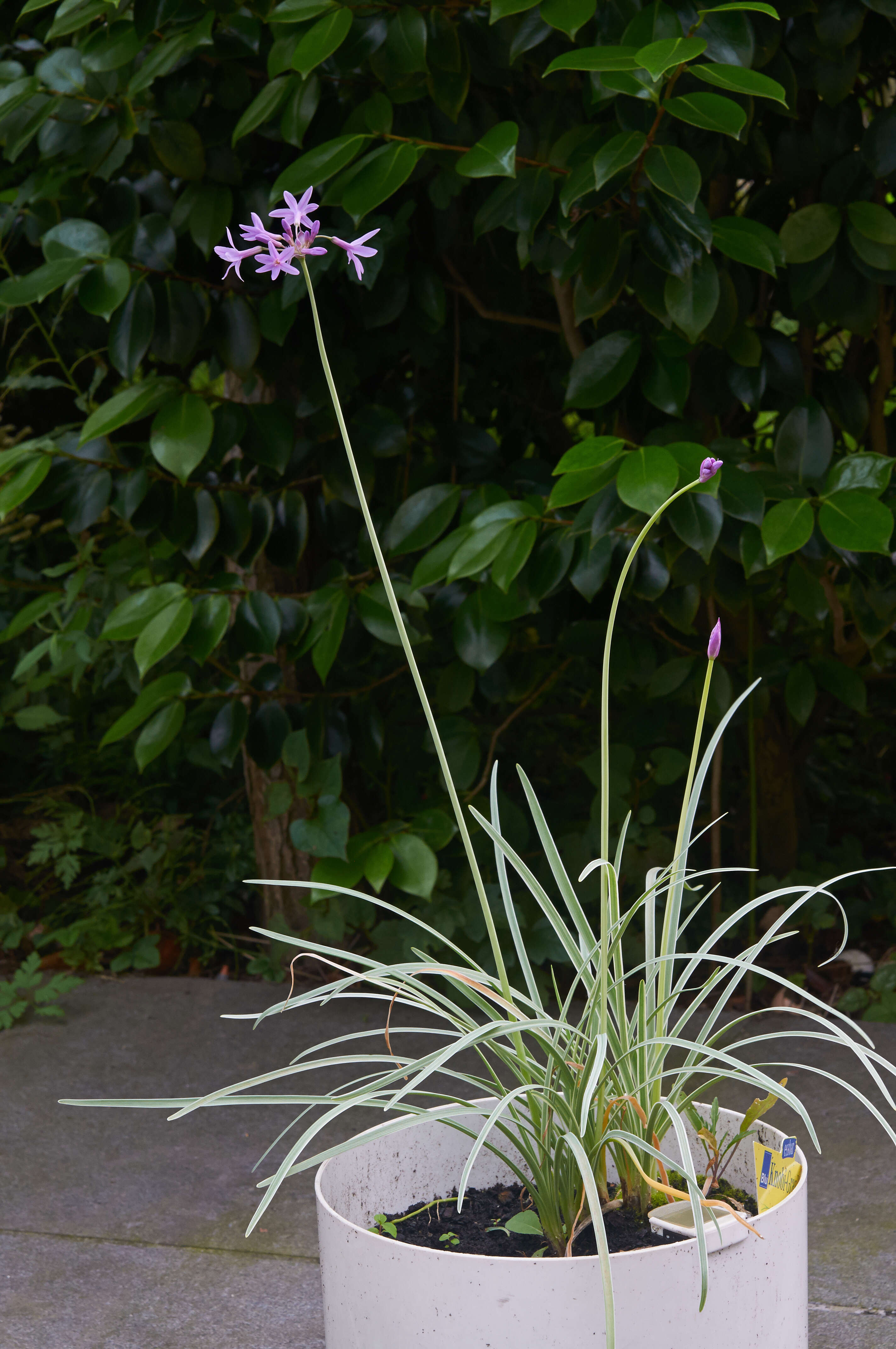 Tulbaghia violacea Harv. resmi