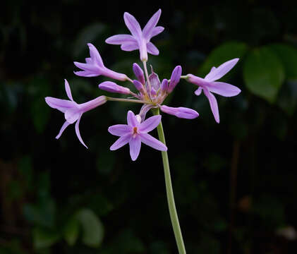 Tulbaghia violacea Harv. resmi