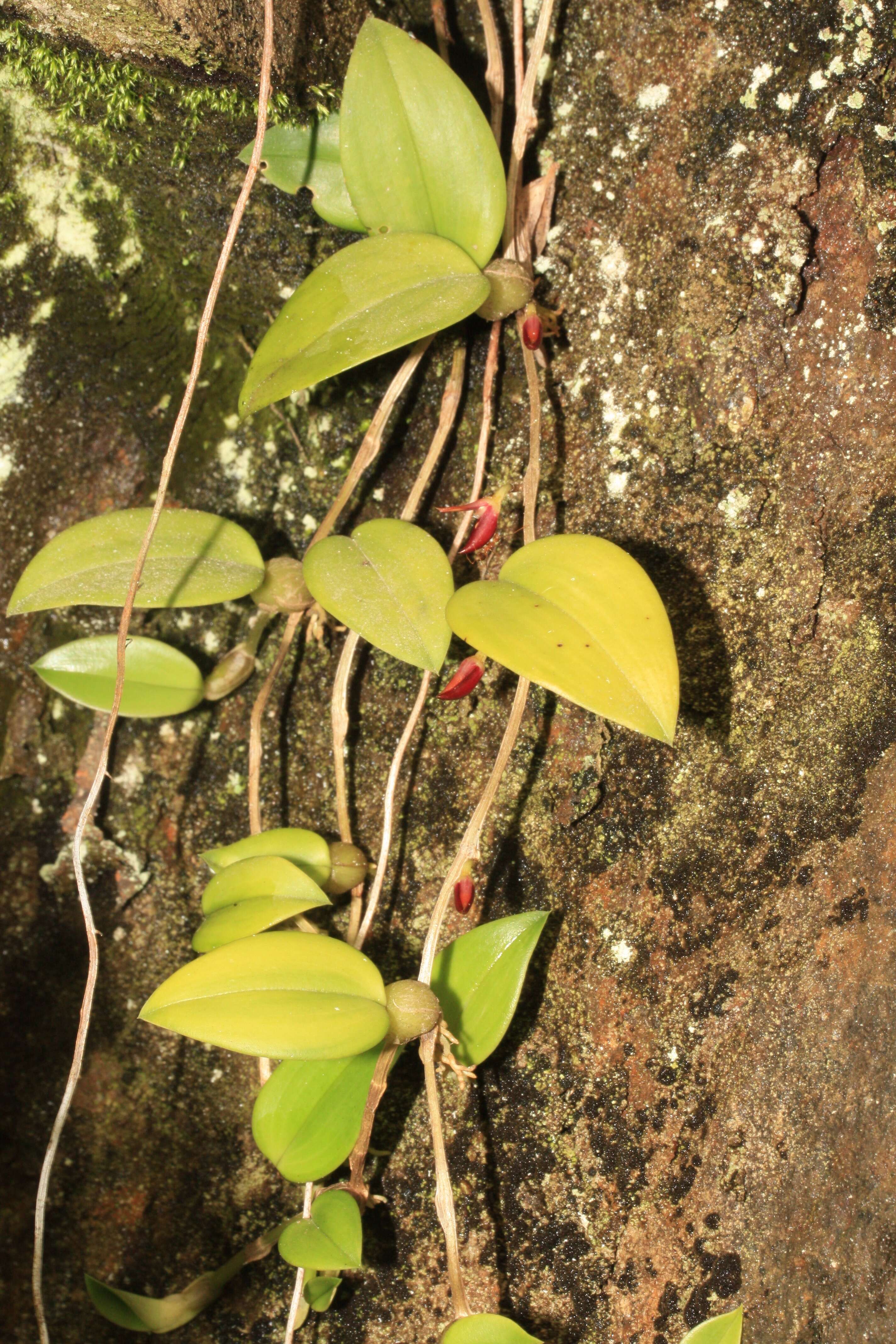 Image of thinpetal bulbophyllum