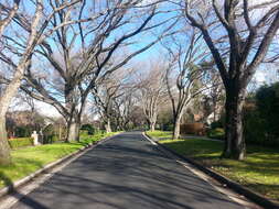 Image of American elm